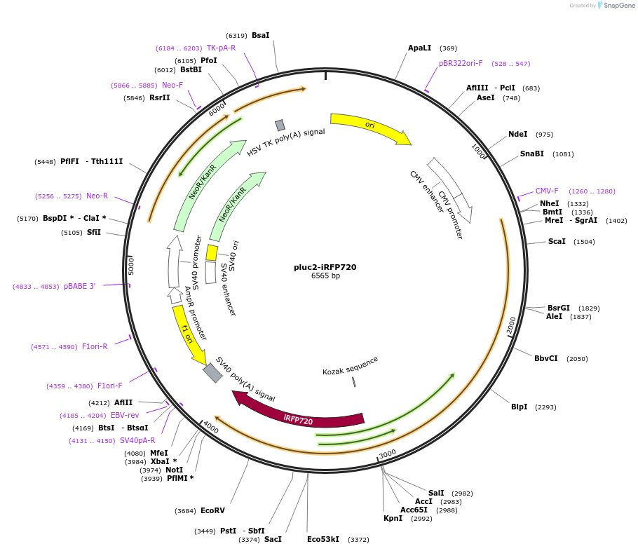98887-plasmid-map-sequence-id-192527