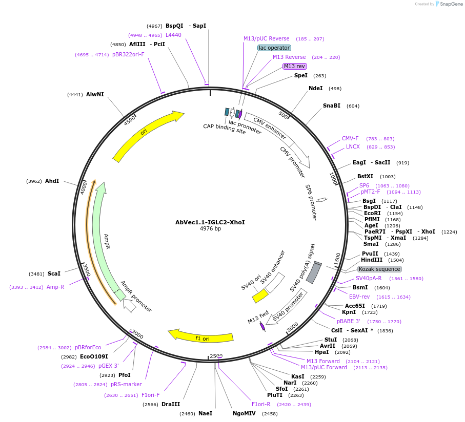 99575-plasmid-map-sequence-id-192587