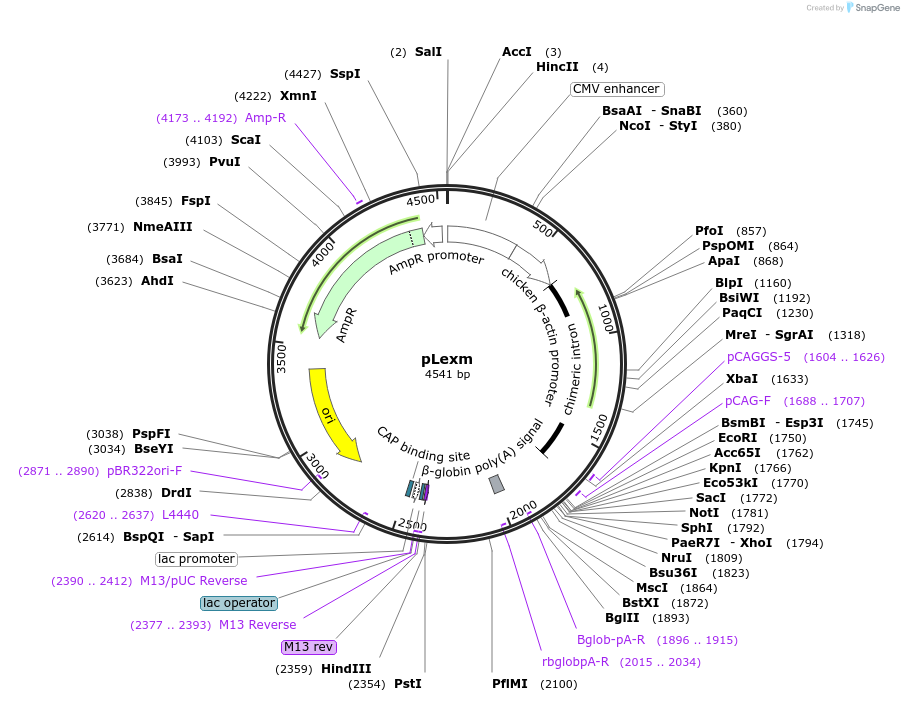 99844-plasmid-map-sequence-id-192589