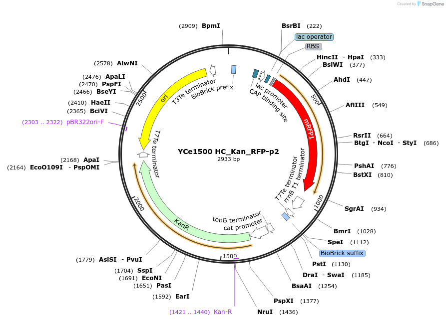 100610-plasmid-map-sequence-id-192632