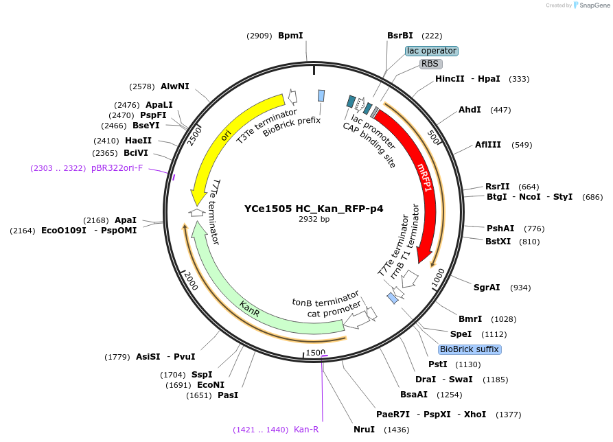 100612-plasmid-map-sequence-id-192640