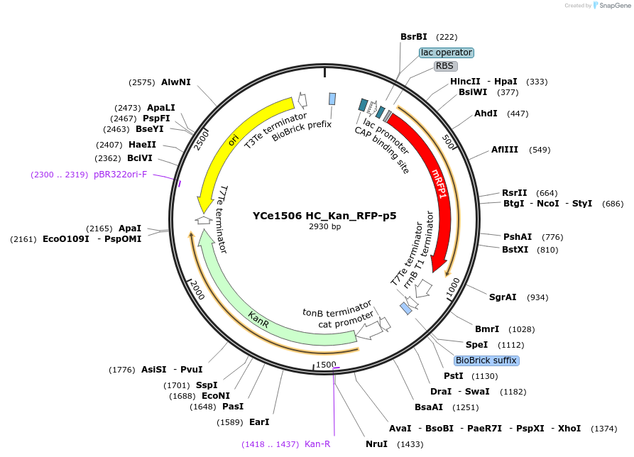 100613-plasmid-map-sequence-id-192643