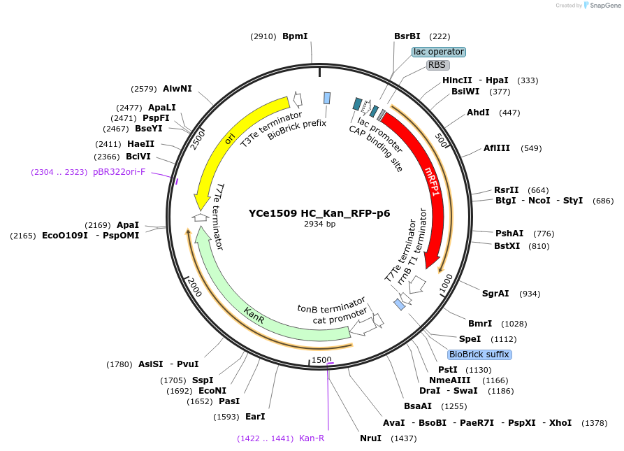 100614-plasmid-map-sequence-id-192646