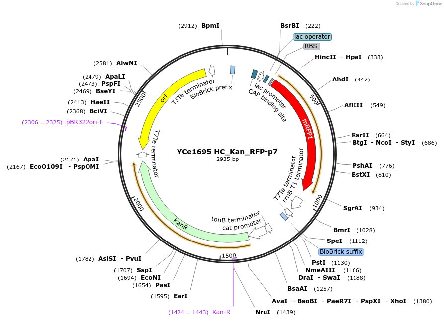 100615-plasmid-map-sequence-id-192647