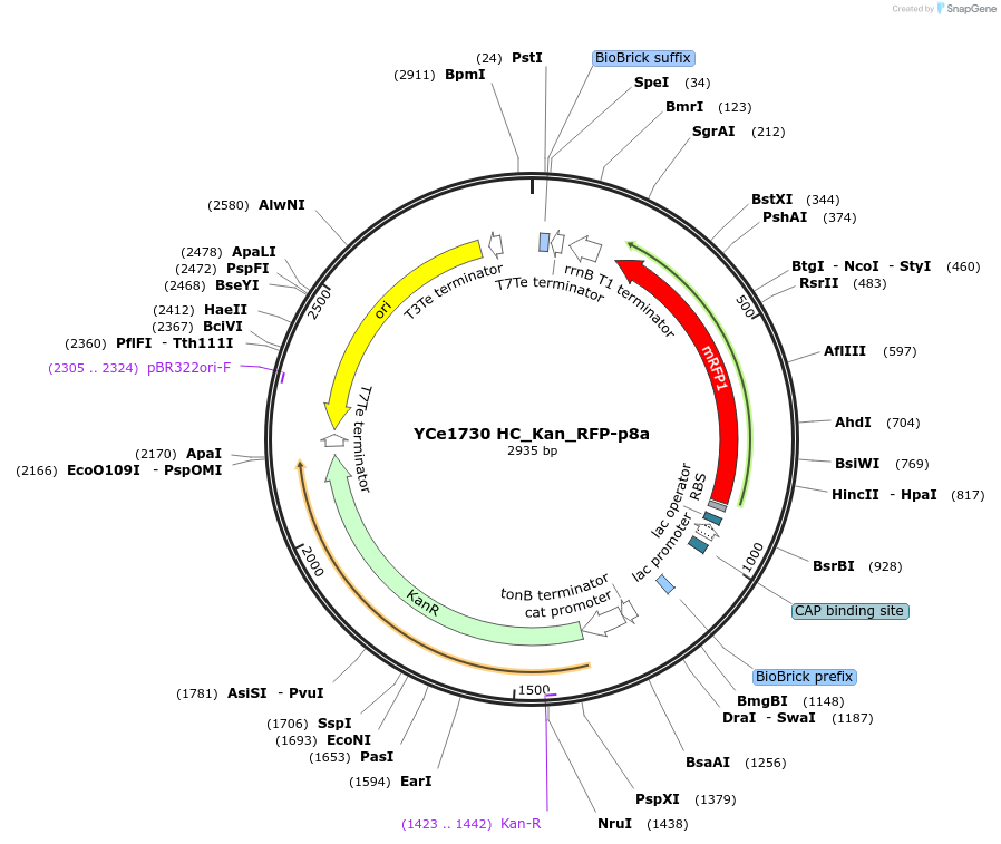 100617-plasmid-map-sequence-id-192649