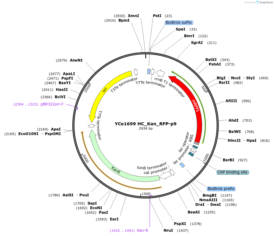 100619-plasmid-map-sequence-id-192651