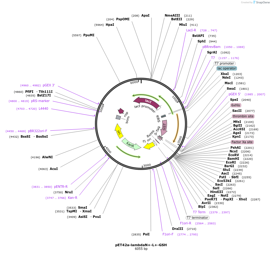 98894-plasmid-map-sequence-id-192691