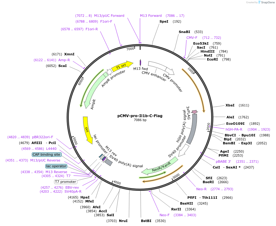 75131-plasmid-map-sequence-id-192693