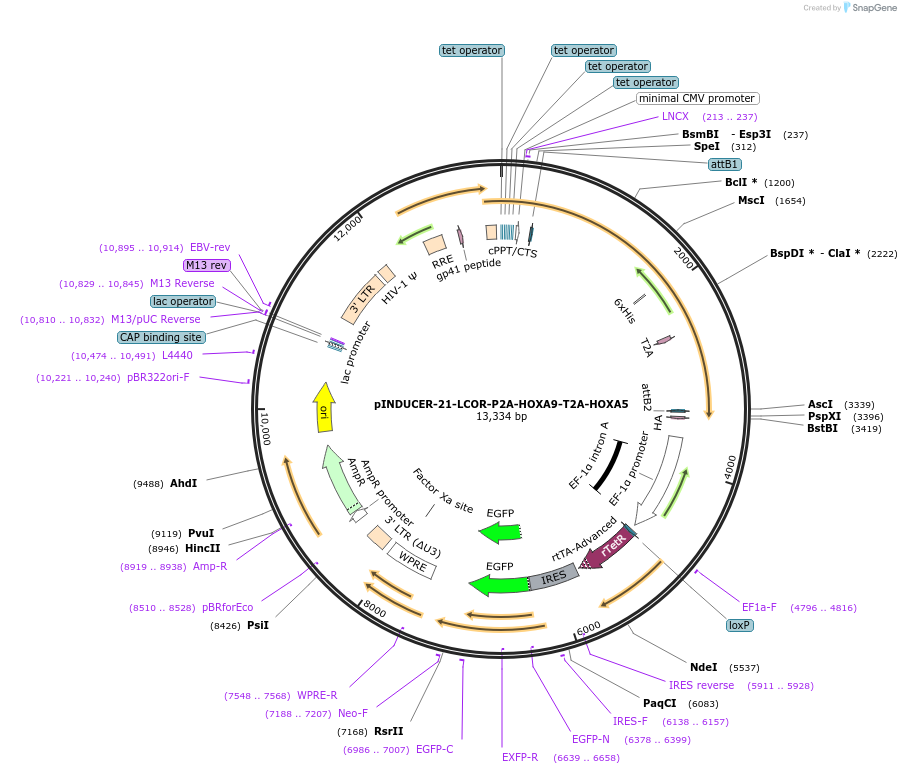97044-plasmid-map-sequence-id-192694