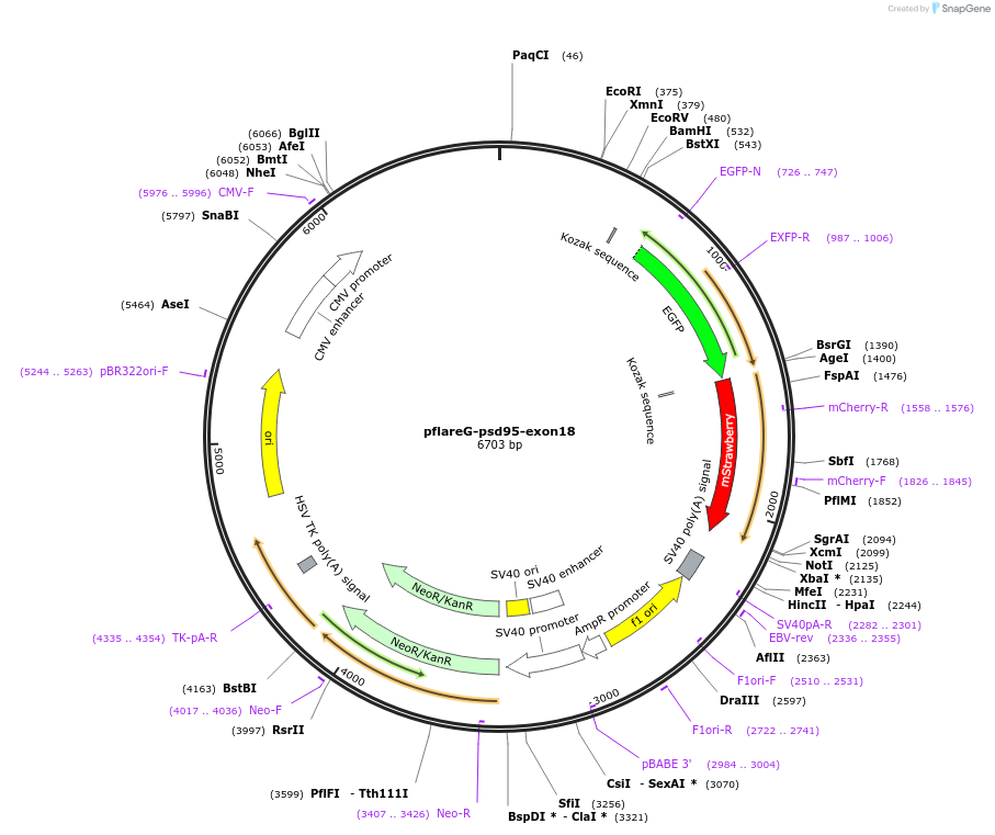 90266-plasmid-map-sequence-id-192695
