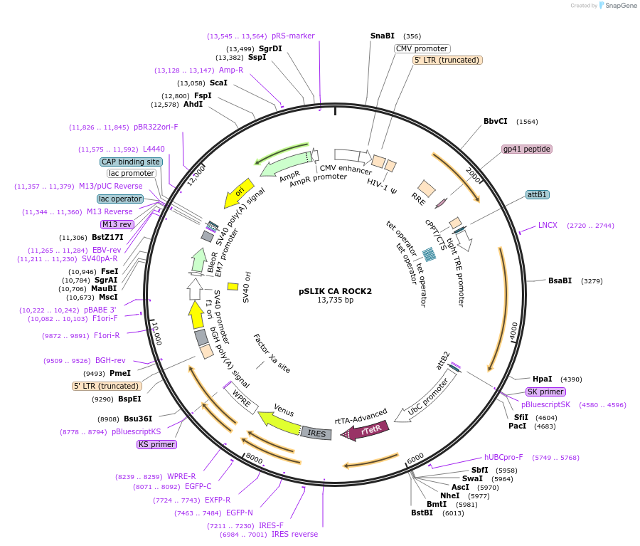 84649-plasmid-map-sequence-id-192699