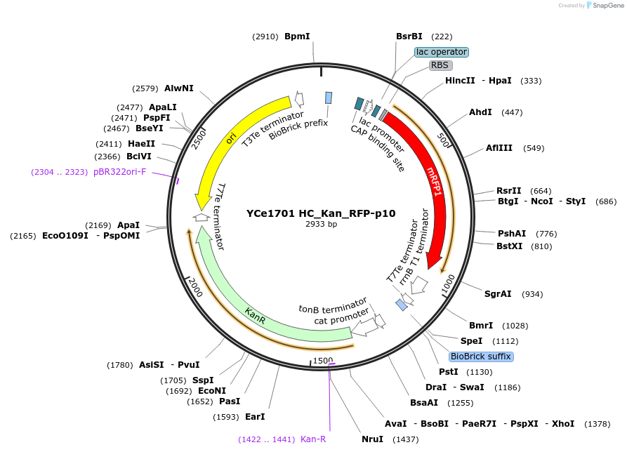 100620-plasmid-map-sequence-id-192702
