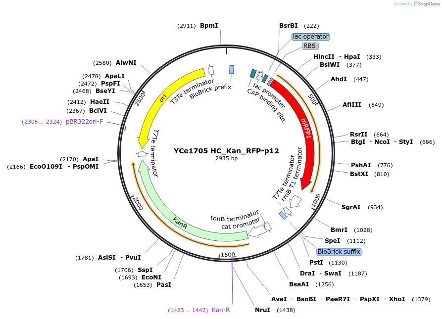 100622-plasmid-map-sequence-id-192704