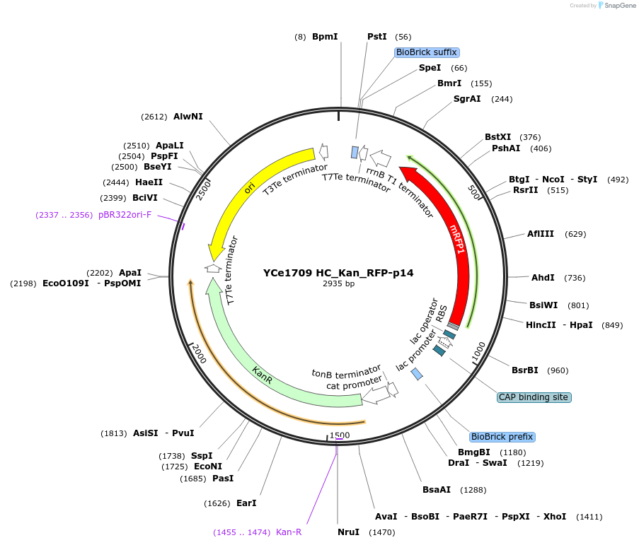 100624-plasmid-map-sequence-id-192707