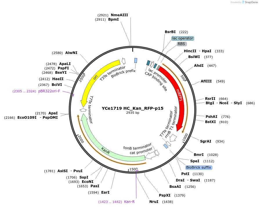100625-plasmid-map-sequence-id-192709
