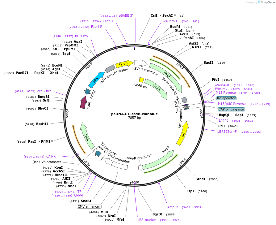 87067-plasmid-map-sequence-id-192710