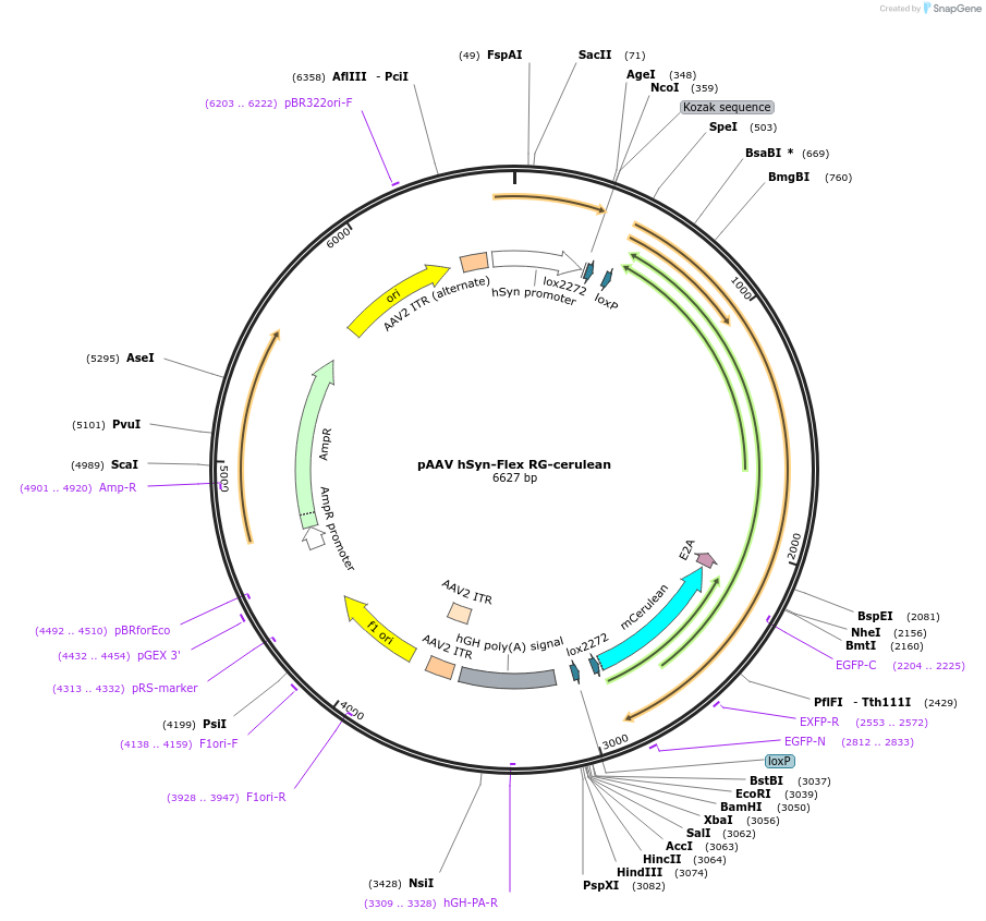 98221-plasmid-map-sequence-id-192715