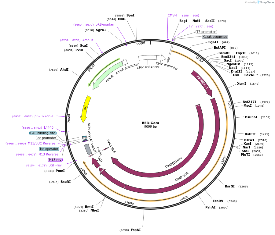 100807-plasmid-map-sequence-id-192720