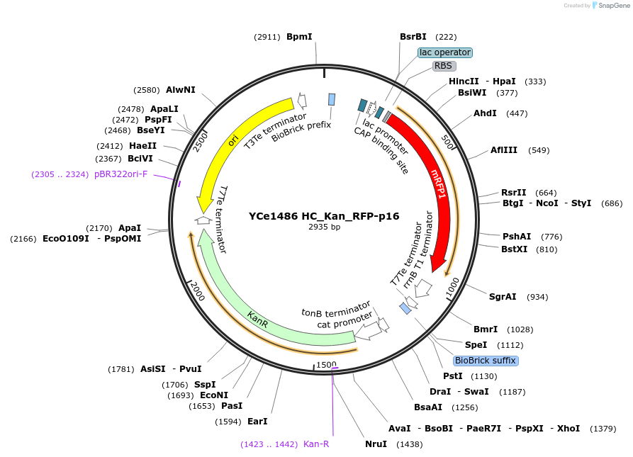 100626-plasmid-map-sequence-id-192721