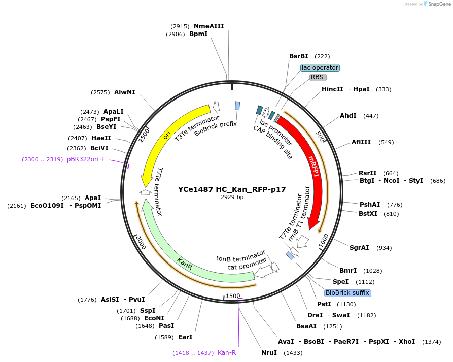 100627-plasmid-map-sequence-id-192722
