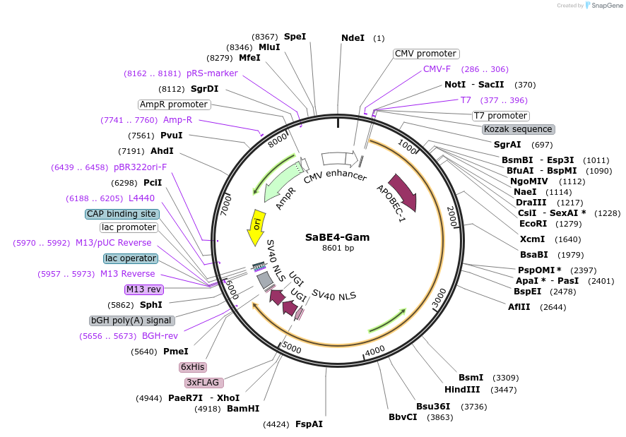 100809-plasmid-map-sequence-id-192723