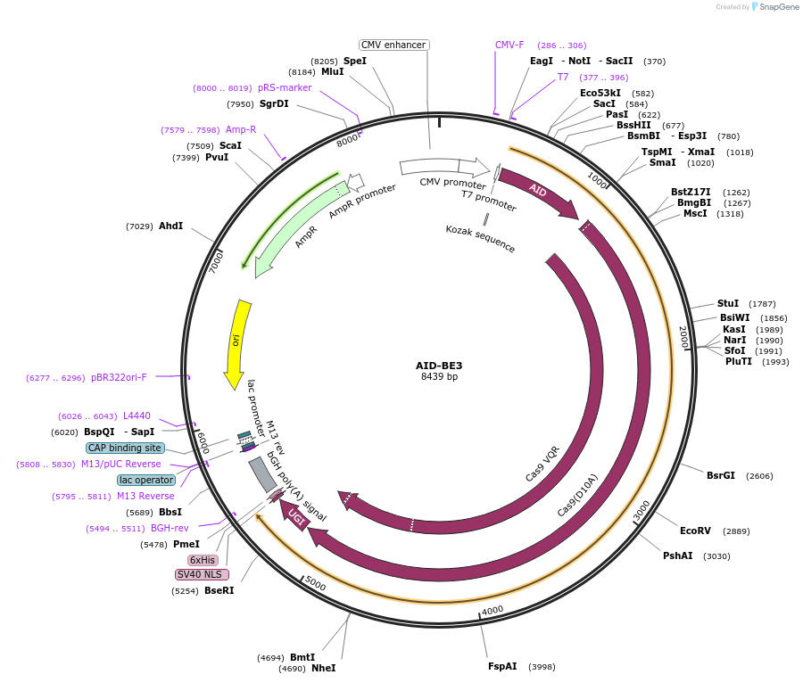 100803-plasmid-map-sequence-id-192725