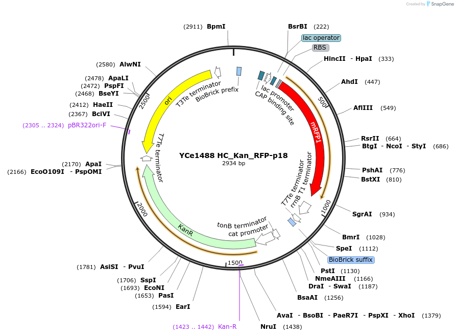 100628-plasmid-map-sequence-id-192726