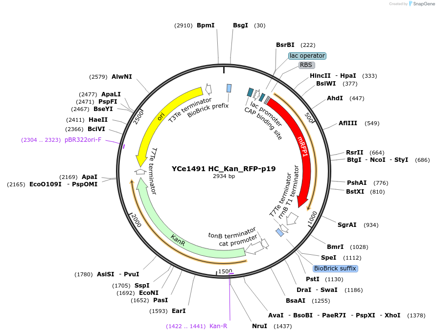 100629-plasmid-map-sequence-id-192727