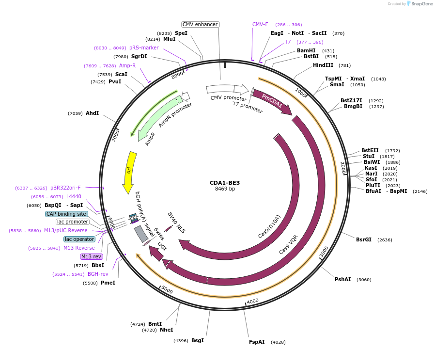 100804-plasmid-map-sequence-id-192729