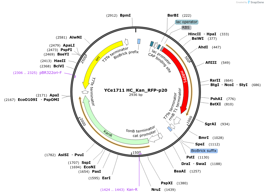 100630-plasmid-map-sequence-id-192730