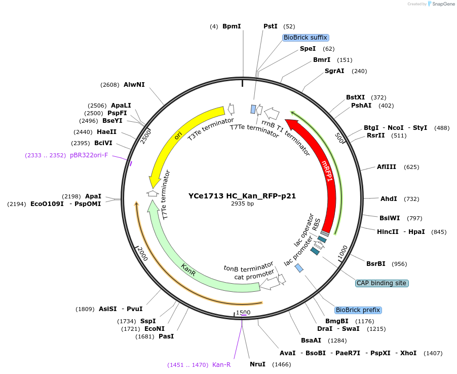 100631-plasmid-map-sequence-id-192732