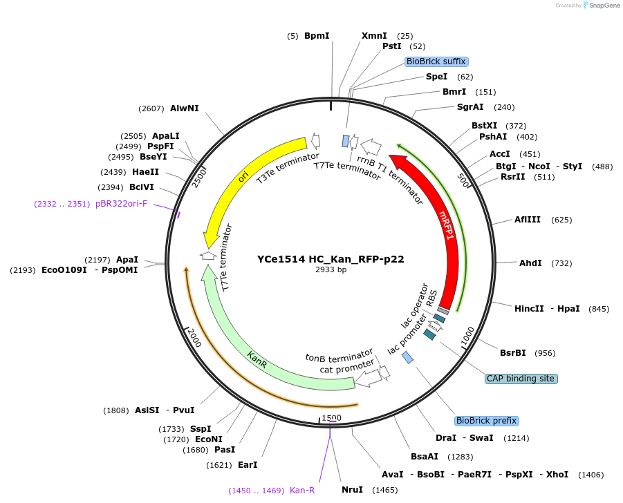 100632-plasmid-map-sequence-id-192733