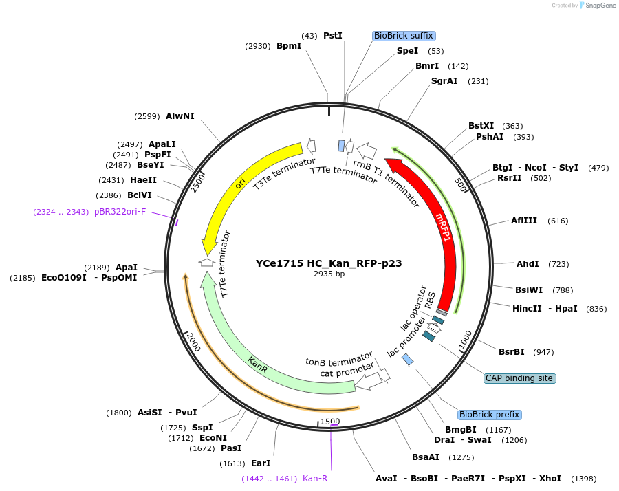100633-plasmid-map-sequence-id-192736