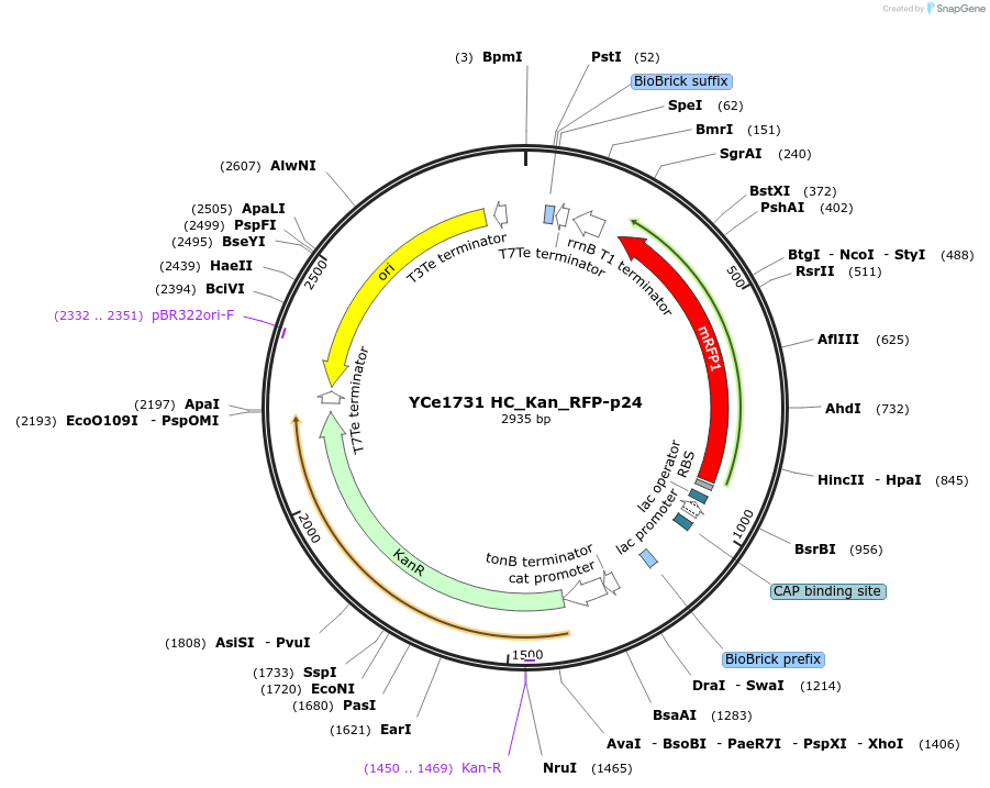 100634-plasmid-map-sequence-id-192738