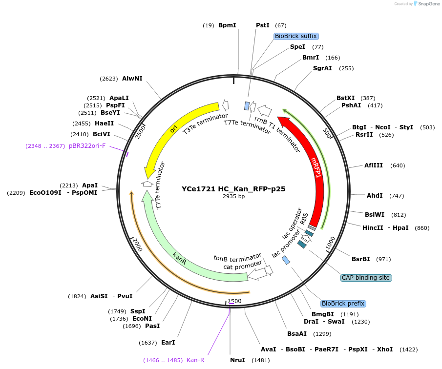 100635-plasmid-map-sequence-id-192739