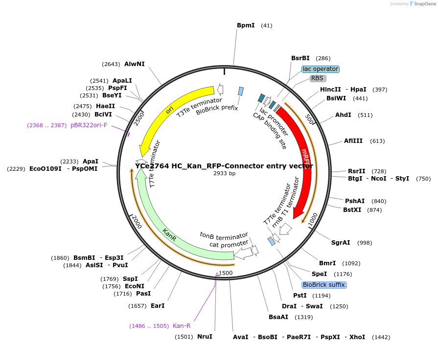 100636-plasmid-map-sequence-id-192743