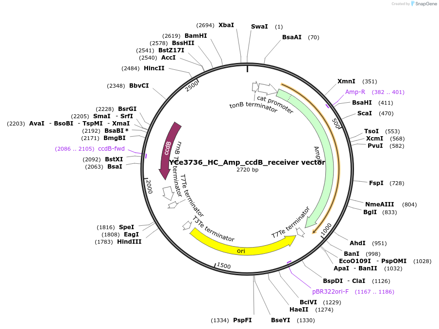 100637-plasmid-map-sequence-id-192744