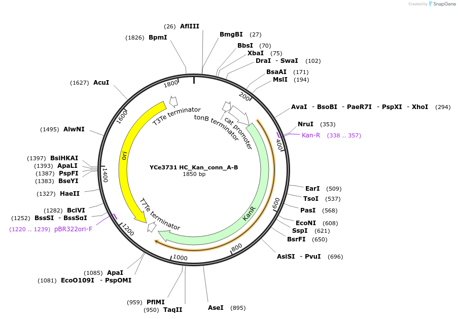 100638-plasmid-map-sequence-id-192745