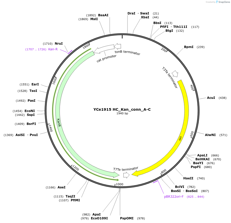 100640-plasmid-map-sequence-id-192747