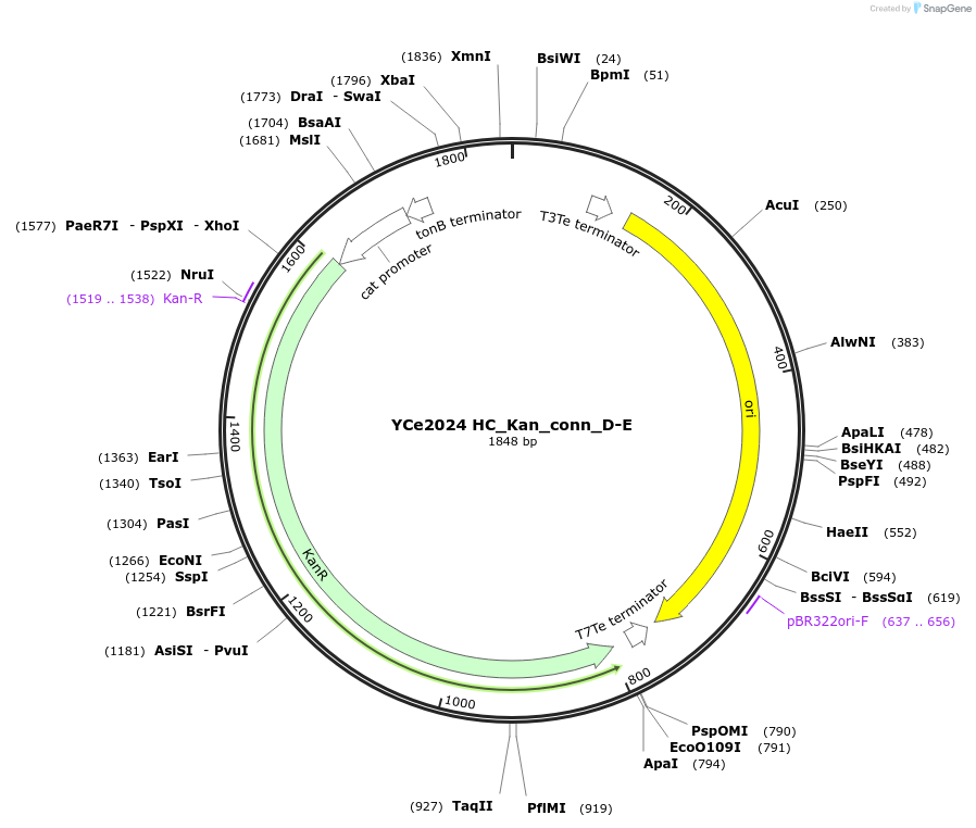 100641-plasmid-map-sequence-id-192749
