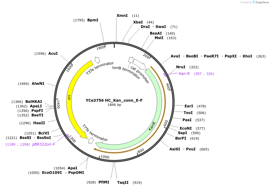100642-plasmid-map-sequence-id-192750