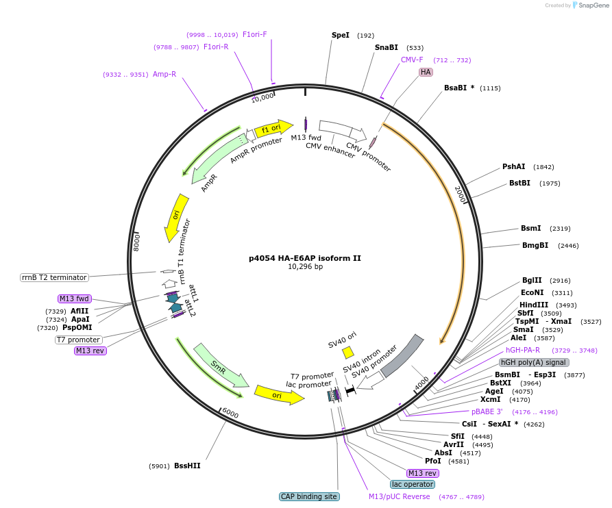 8658-plasmid-map-sequence-id-192752