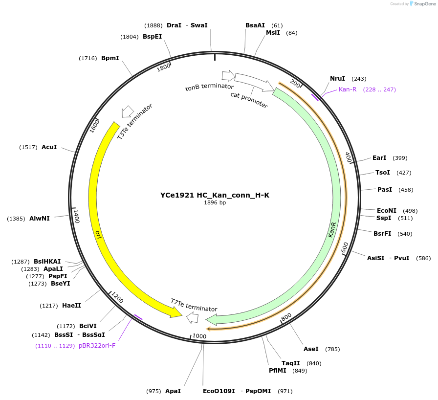 100646-plasmid-map-sequence-id-192759