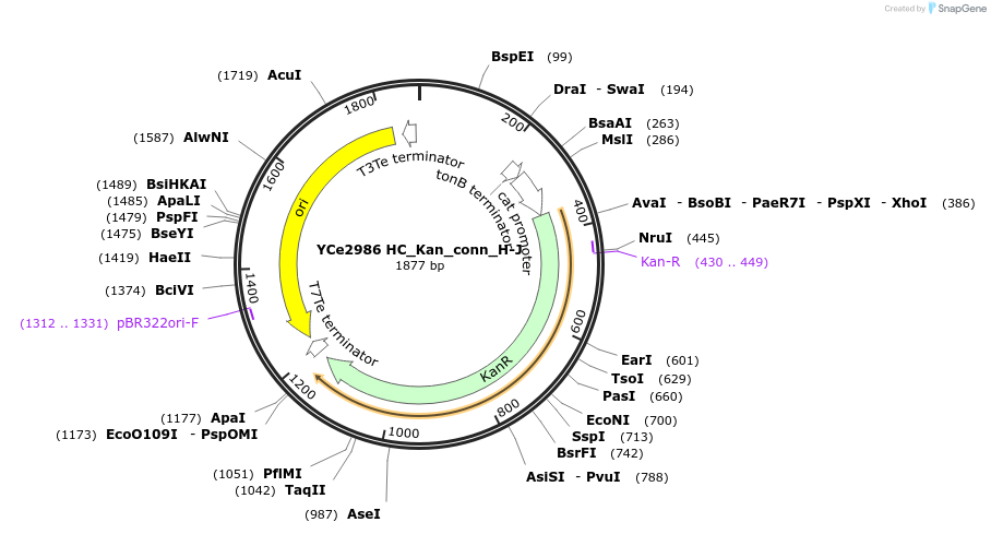 100647-plasmid-map-sequence-id-192760