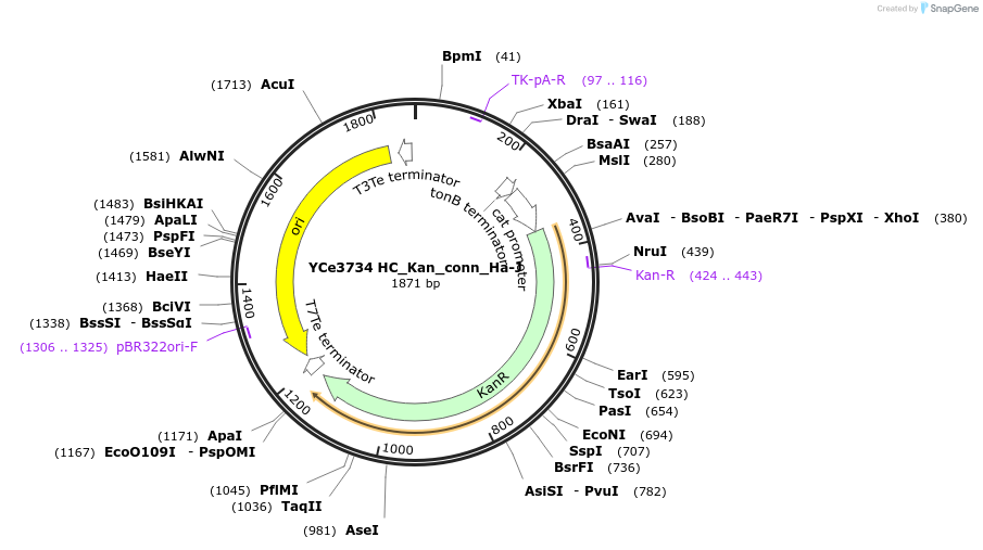 100648-plasmid-map-sequence-id-192762