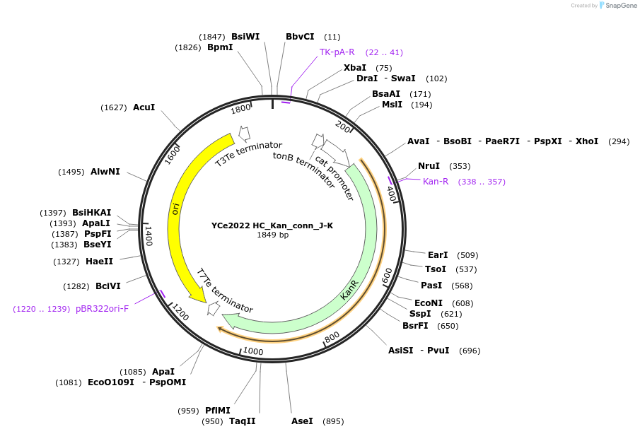 100651-plasmid-map-sequence-id-192766