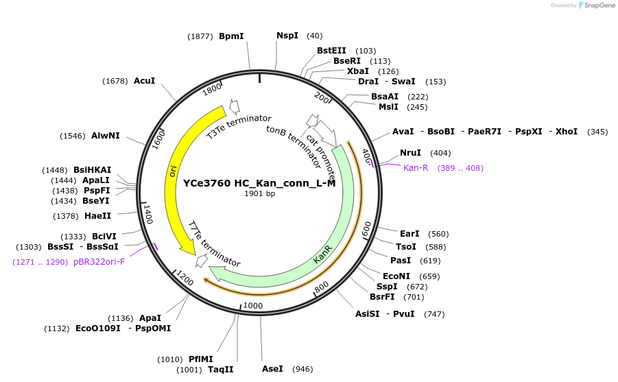 100652-plasmid-map-sequence-id-192767