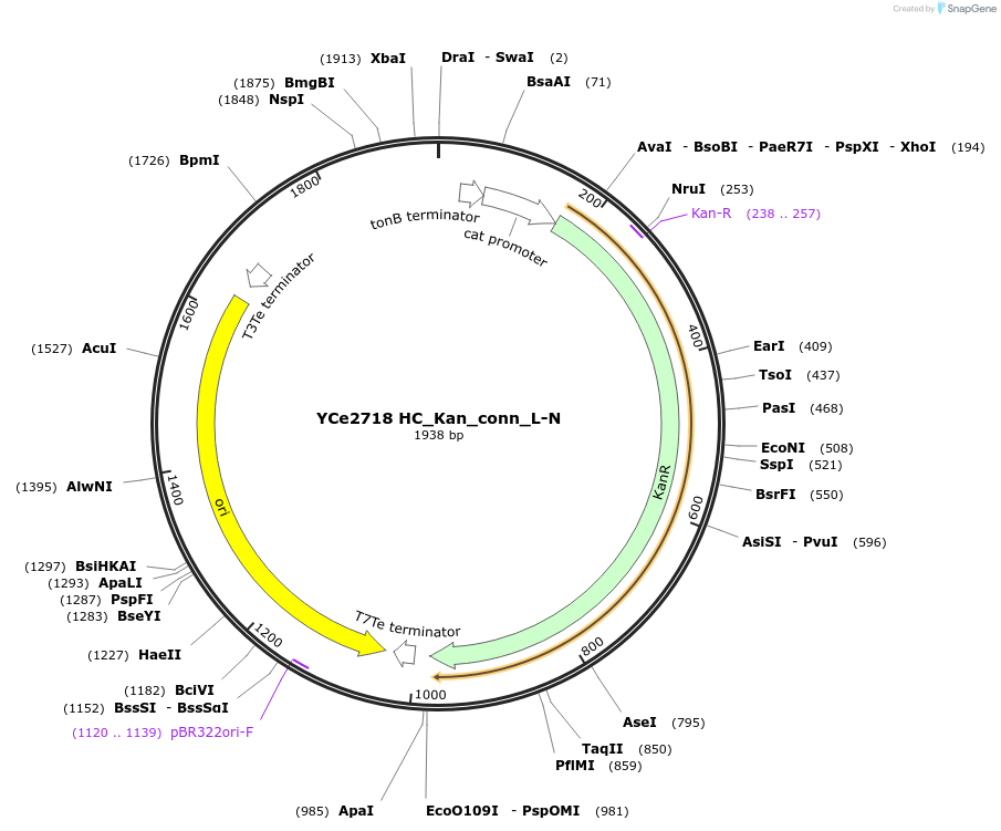 100653-plasmid-map-sequence-id-192768