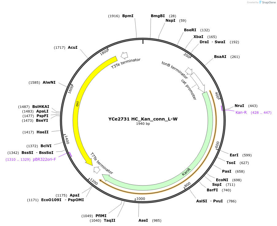 100655-plasmid-map-sequence-id-192769