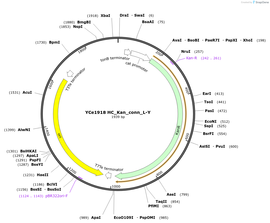 100656-plasmid-map-sequence-id-192770